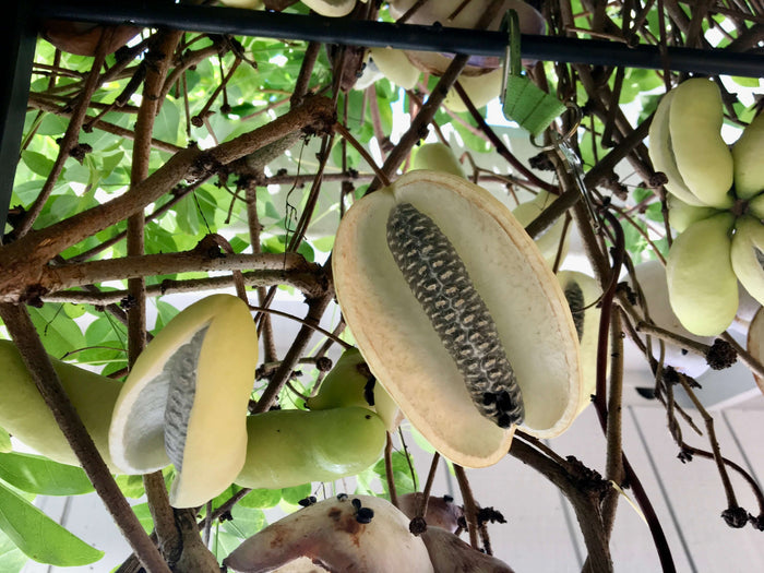 Fembladig Akebia 'Alba' 100-120 cm (Akebia quinata)