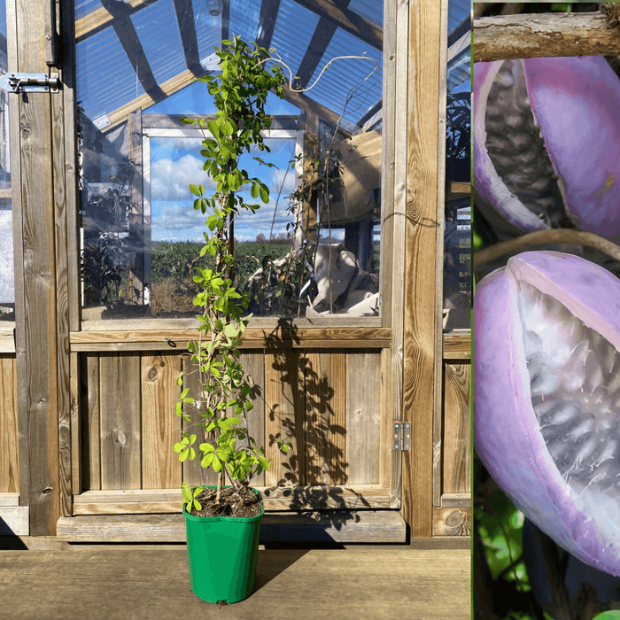 Fembladig Akebia i olika storlekar 100-200 cm (Akebia quinata)