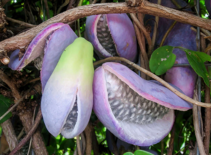 Fembladig Akebia i olika storlekar 100-200 cm (Akebia quinata)