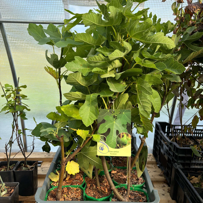 Fikon 'Bornholm' / Bornholmsfikon 20-30 cm (Ficus carica)