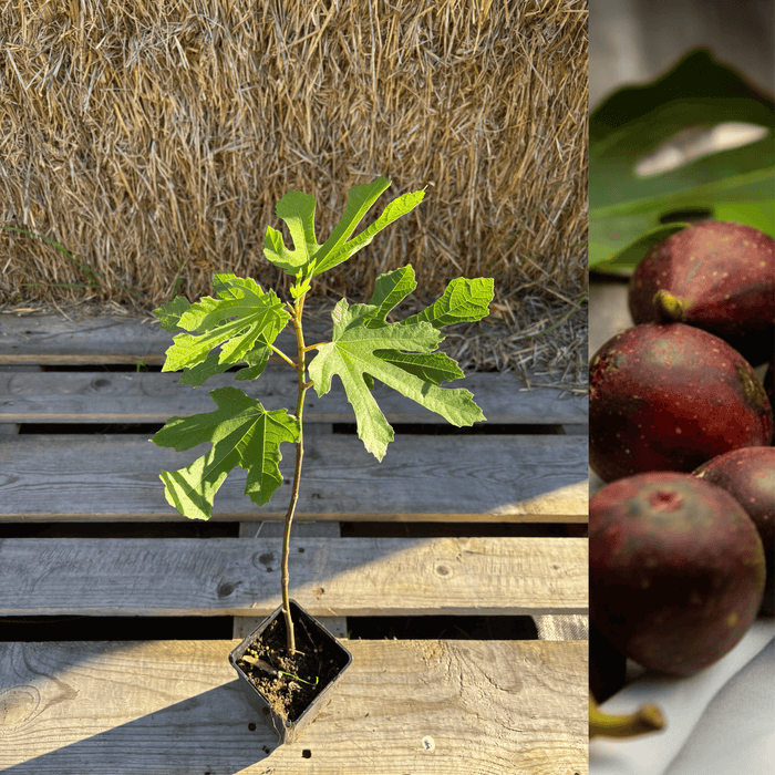 Fikon 'Little Miss Figgy' 20-30 cm (Ficus carica) - ung fikonplanta i kruka med frodiga gröna blad