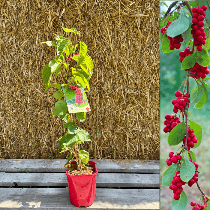 Fjärilsranka 'Sadova No. 1' 40-80 cm (Schisandra chinensis)
