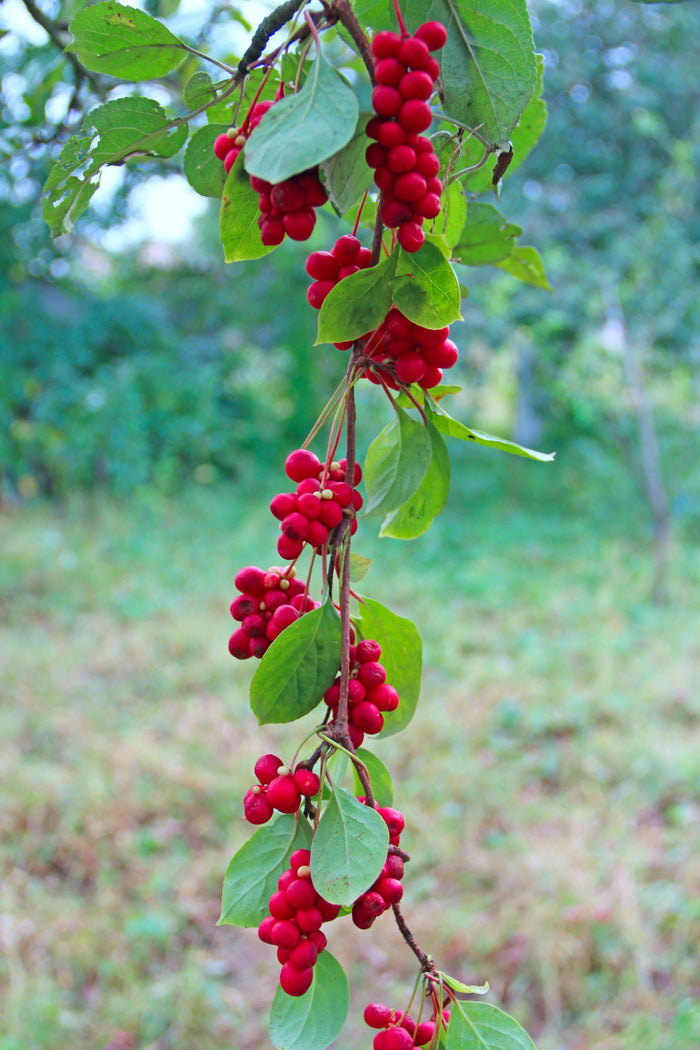Fjärilsranka 'Sadova No. 1' 40-80 cm (Schisandra chinensis)