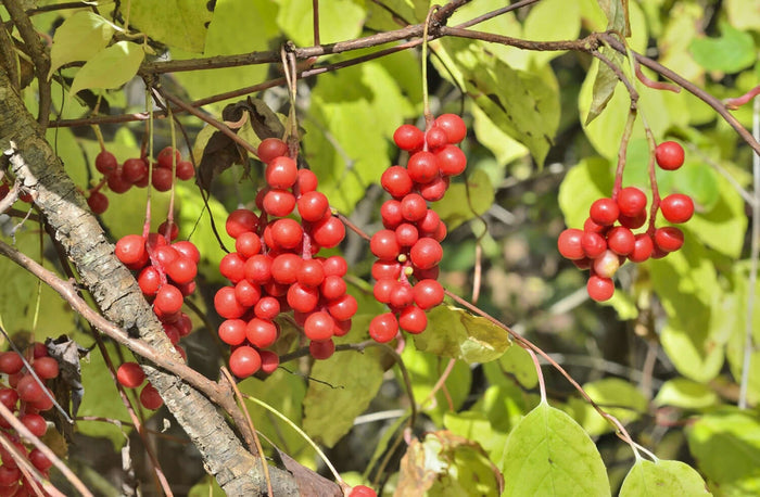 Fjärilsranka 'Sadova No. 1' 40-80 cm (Schisandra chinensis)