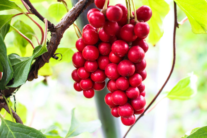 Fjärilsranka 'Sadova No. 1' 40-80 cm (Schisandra chinensis)