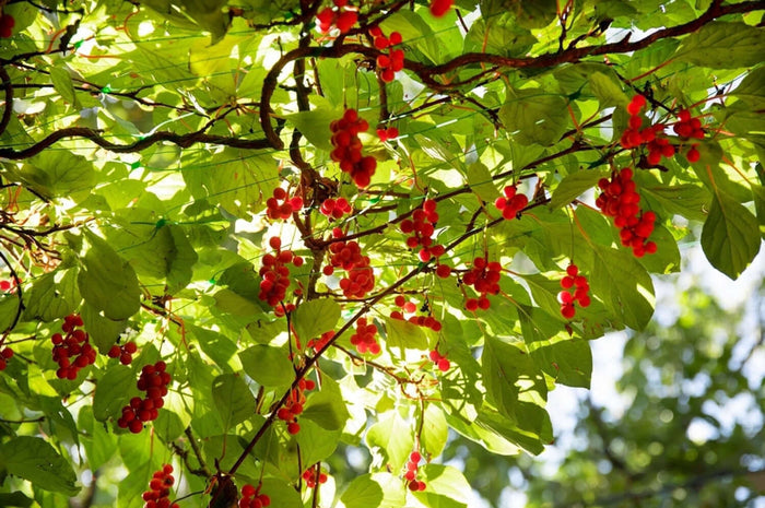 Fjärilsranka 'Sadova No. 1' 40-80 cm (Schisandra chinensis)