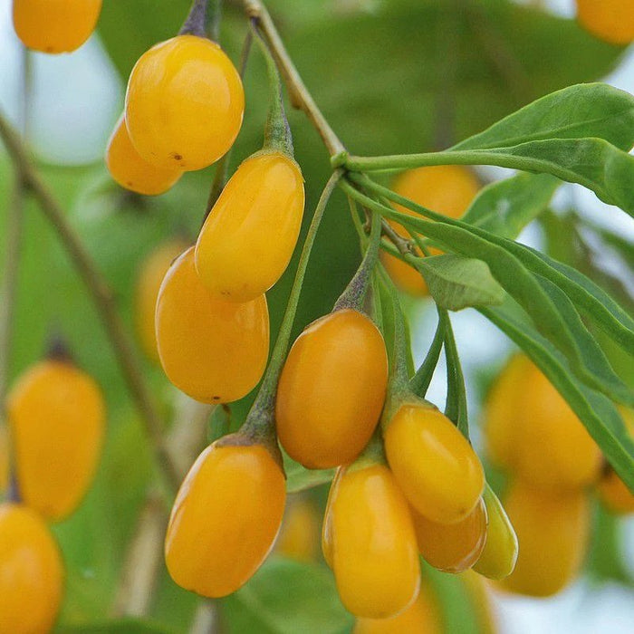 Goji-Trio