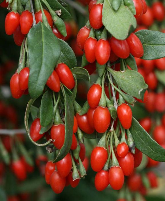 Goji-Trio