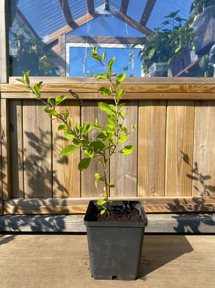 Gojibär / Bocktörne 20-40 cm (Lycium barbarum) växt i kruka, 2 år gammal, redo att blomma och bära frukt.