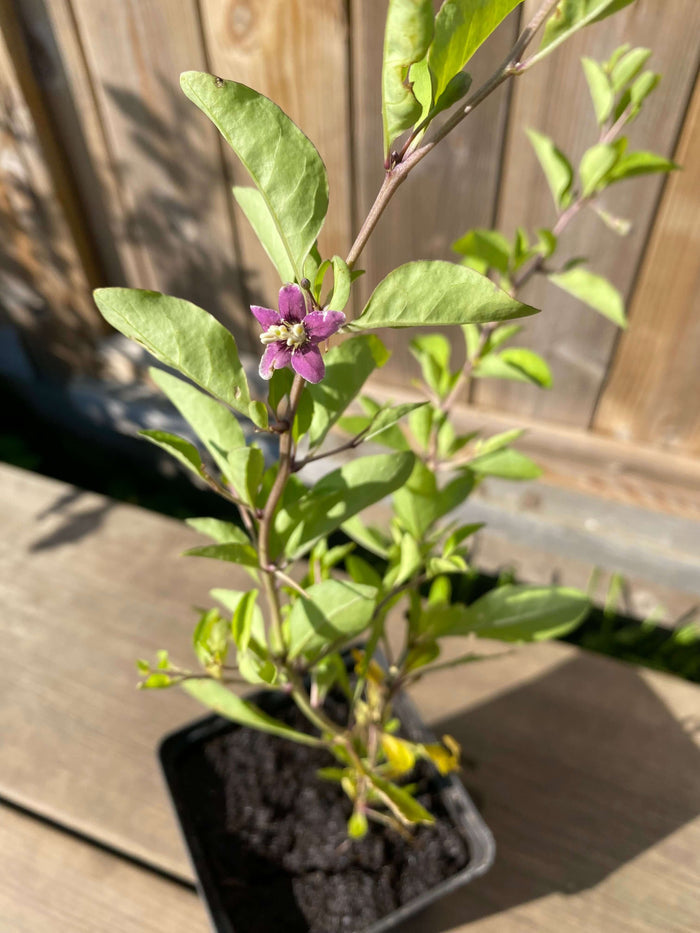 Gojibär / Bocktörne 20-40 cm (Lycium barbarum) med blomma i kruka, odling av en superfood växt.