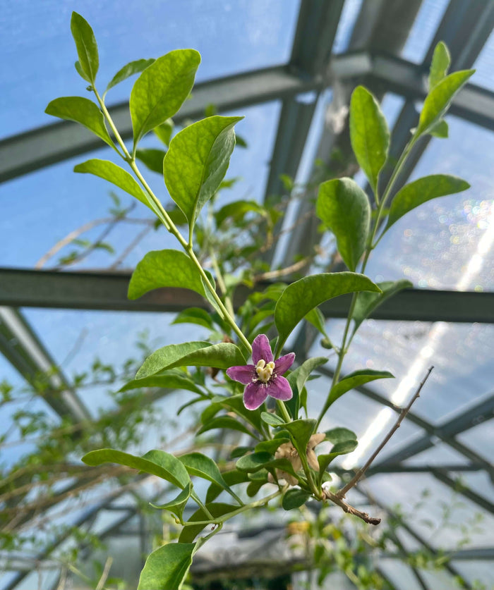 Gojibär / Bocktörne 20-40 cm (Lycium barbarum) blomma i växthus, grönsaker och blomster i fokus
