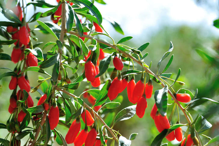 Gojibär / Bocktörne 20-40 cm (Lycium barbarum) hängande röda bär på grenarna, en populär superfood.