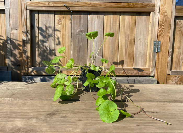 Gotu Kola Planta 20-40 cm (Centella asiatica)