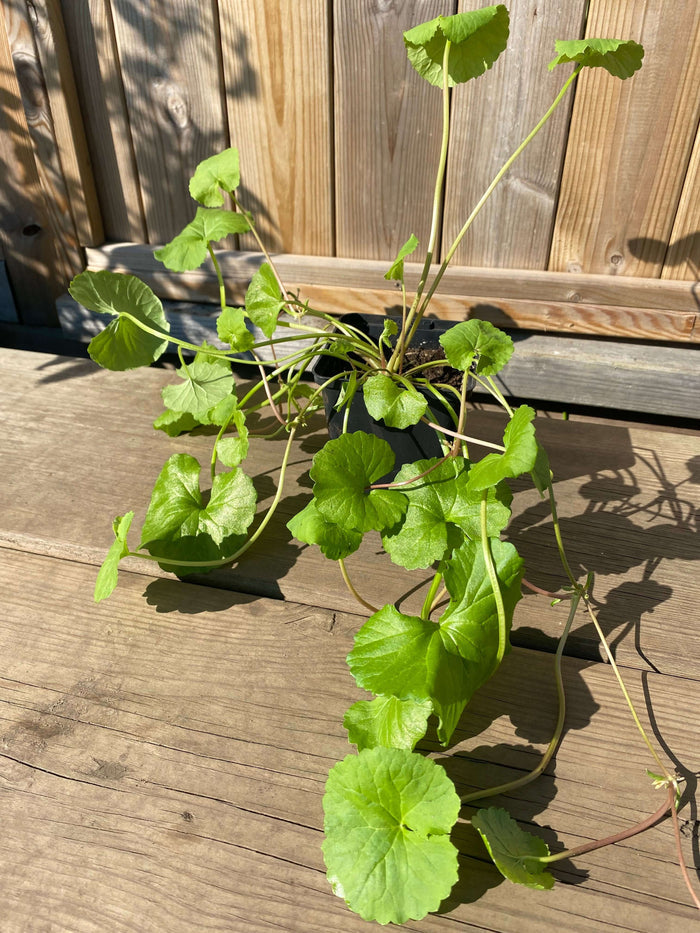 Gotu Kola Planta 20-40 cm (Centella asiatica)