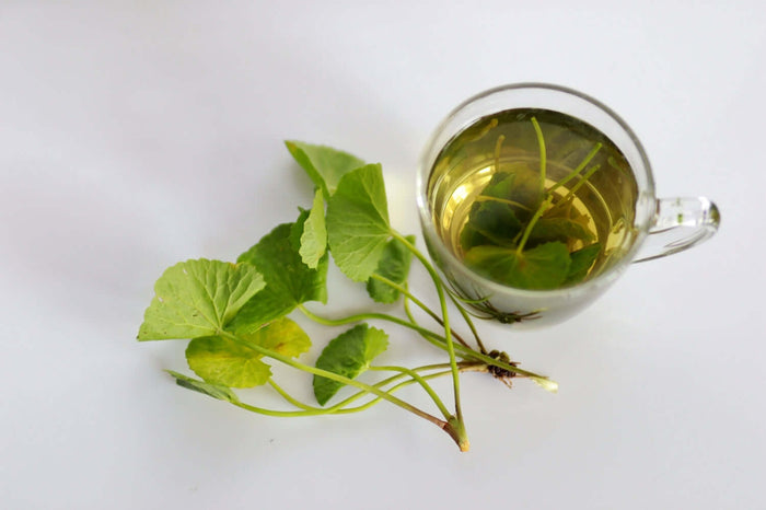 Gotu Kola Planta 20-40 cm (Centella asiatica)