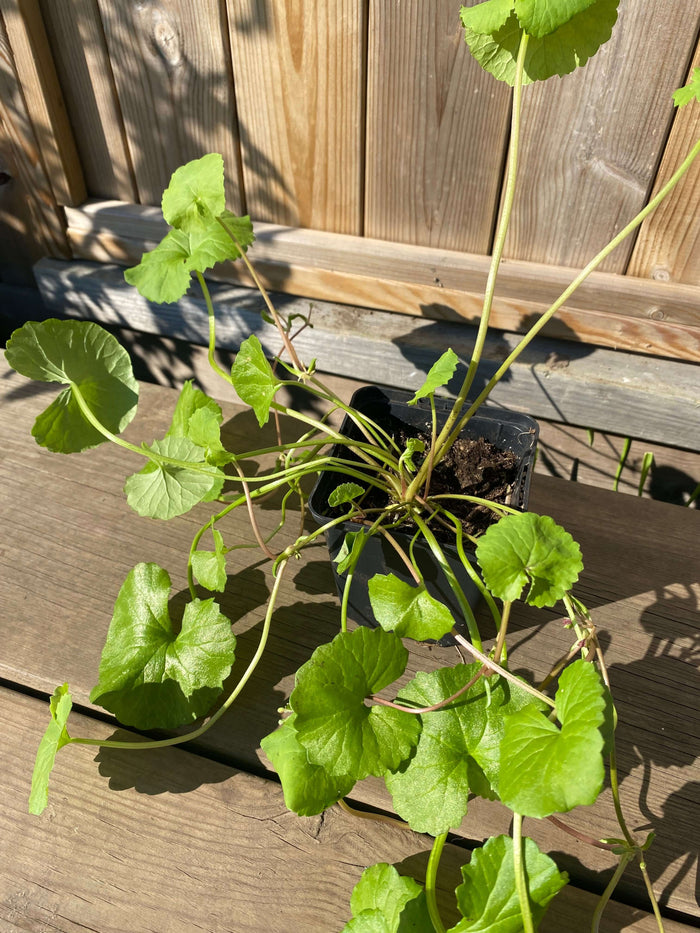 Gotu Kola Planta 20-40 cm (Centella asiatica)