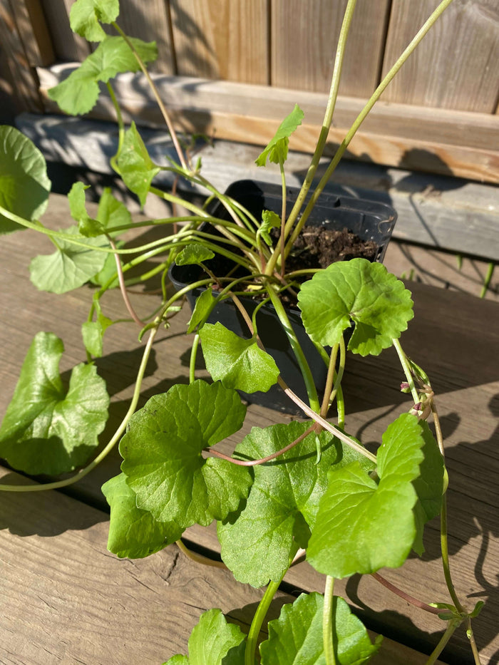 Gotu Kola Planta 20-40 cm (Centella asiatica)