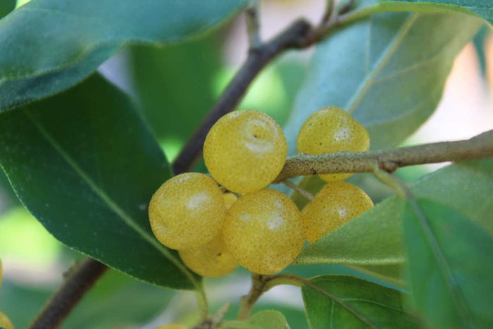 Gul Goumi / Koreansk Silverbuske 'Amber' 50-60 cm (Elaeagnus umbellata) med gula bär på grenarna.