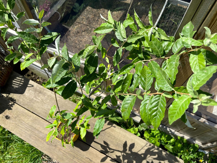 Gul Goumi / Koreansk Silverbuske 'Amber' 50-60 cm (Elaeagnus umbellata) med gröna blad i soligt växthus.