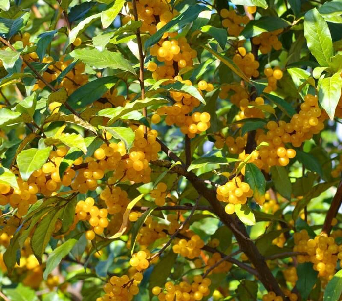 Gul Goumi / Koreansk Silverbuske  'Amber'  50-60 cm (Elaeagnus umbellata) med dekorativa gulorange bär.