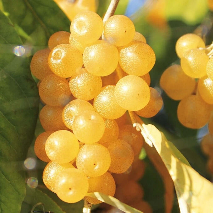 Gul Goumi / Koreansk Silverbuske 'Amber' 50-60 cm (Elaeagnus umbellata) med dekorativa gula bär.