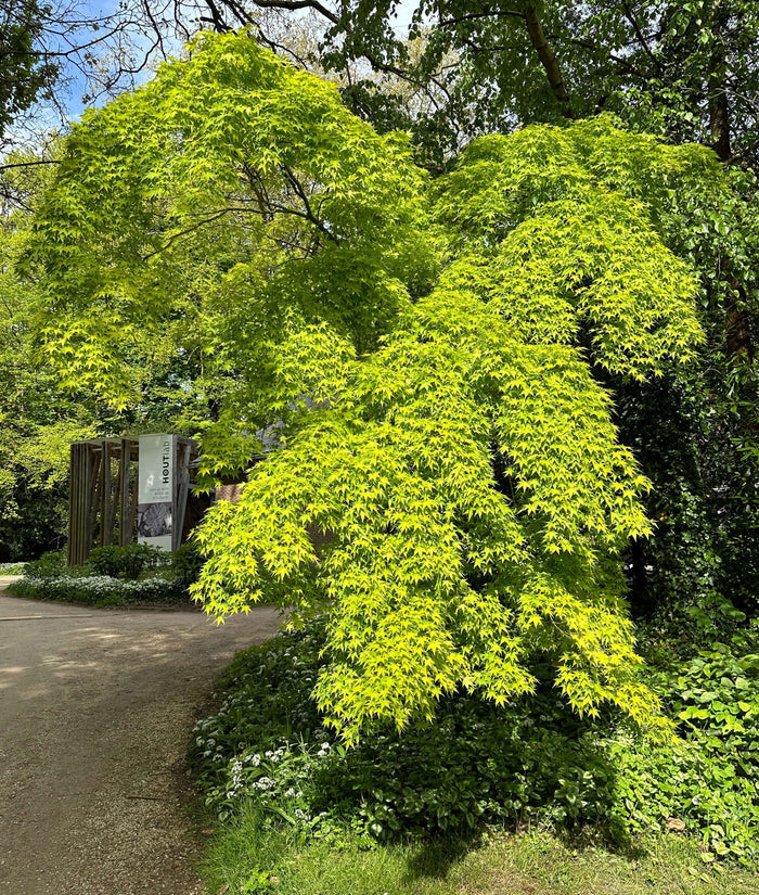 Japansk Lönn 80-120 cm (Acer palmatum)