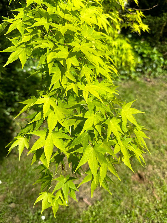 Japansk Lönn 80-120 cm (Acer palmatum)