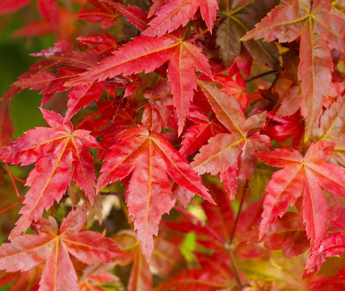 Japansk Lönn 80-120 cm (Acer palmatum)