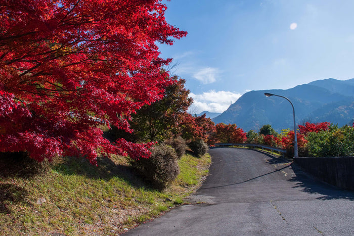 Japansk Lönn 80-120 cm (Acer palmatum)