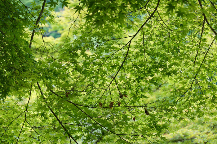 Japansk Lönn 80-120 cm (Acer palmatum)