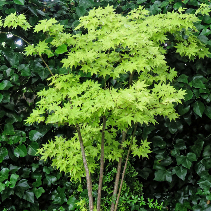 Japansk Lönn 80-120 cm (Acer palmatum)