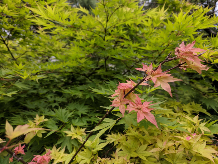 Japansk Lönn 80-120 cm (Acer palmatum)