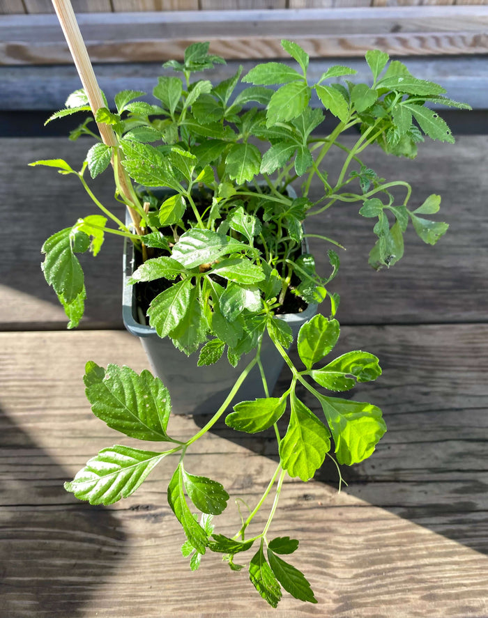 Jiaogulan Planta 20-40 cm (Gynostemma pentaphyllum)