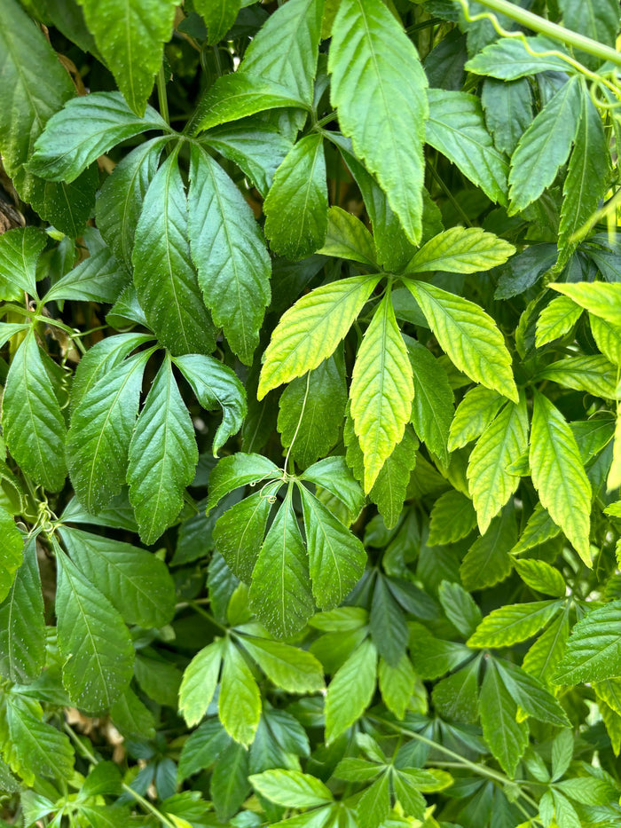 Jiaogulan Planta 20-40 cm (Gynostemma pentaphyllum)
