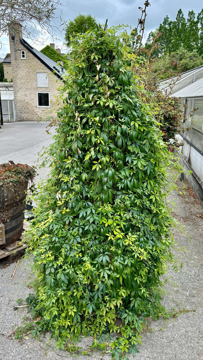 Jiaogulan Planta 20-40 cm (Gynostemma pentaphyllum)