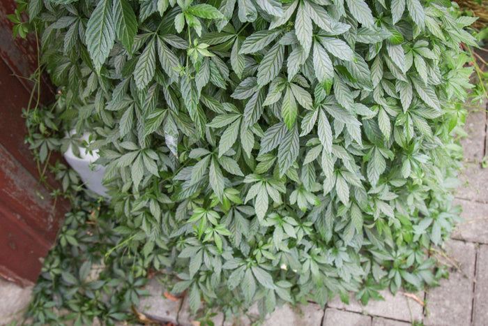 Jiaogulan Planta 20-40 cm (Gynostemma pentaphyllum)
