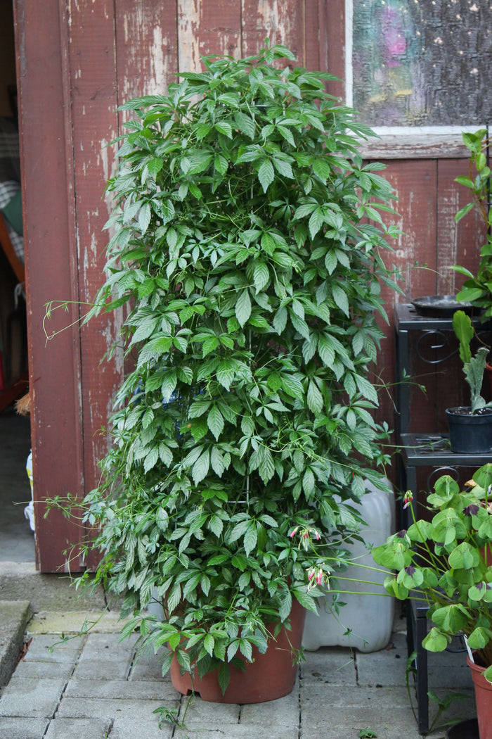 Jiaogulan Planta 20-40 cm (Gynostemma pentaphyllum)