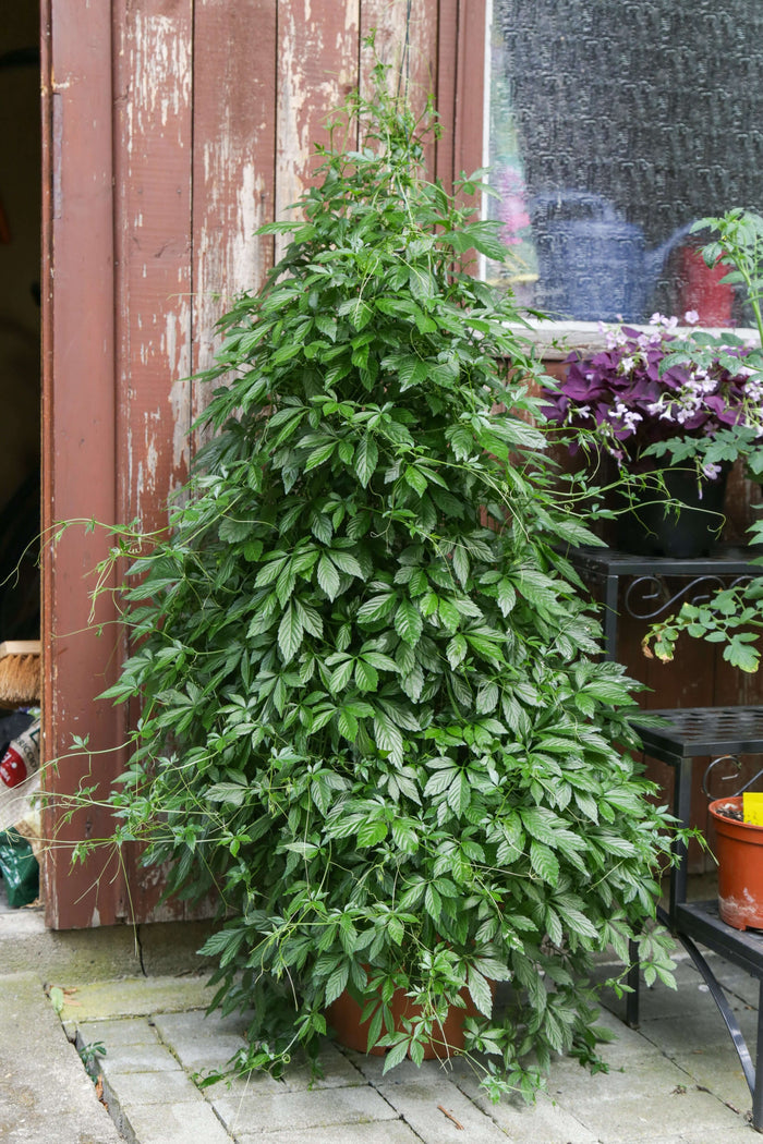Jiaogulan Planta 20-40 cm (Gynostemma pentaphyllum)