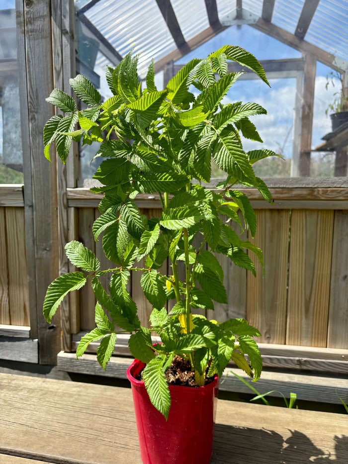 Jordgubbshallon Planta 40-60 cm (Rubus illecebrosus)