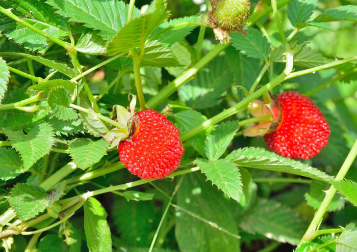 Jordgubbshallon Planta 40-60 cm (Rubus illecebrosus)