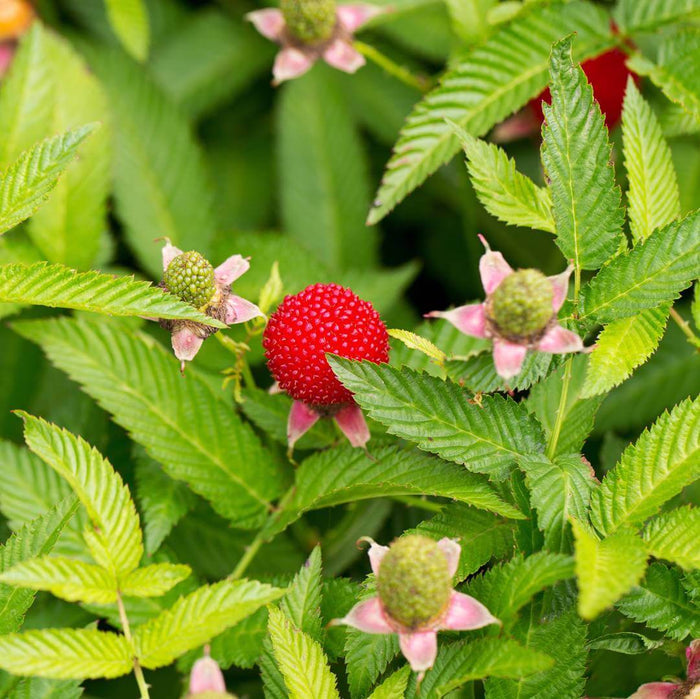 Jordgubbshallon Planta 40-60 cm (Rubus illecebrosus)