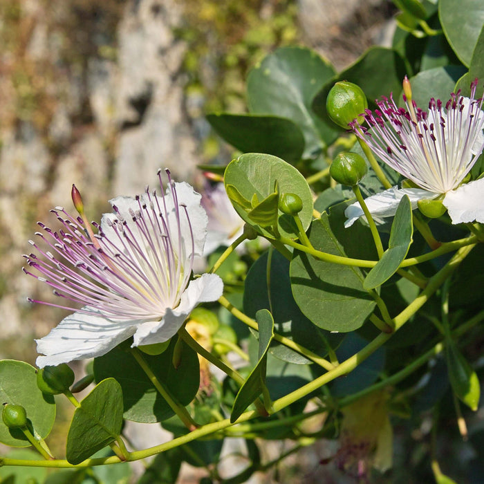 Kapris Planta 20-40 cm (Capparis spinosa)