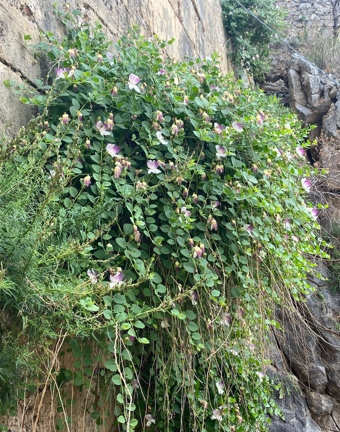 Kapris Planta 20-40 cm (Capparis spinosa)