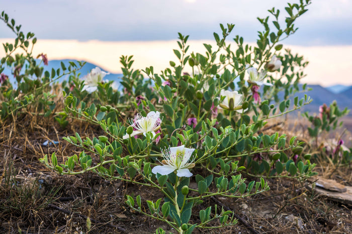 Kapris Planta 20-40 cm (Capparis spinosa)