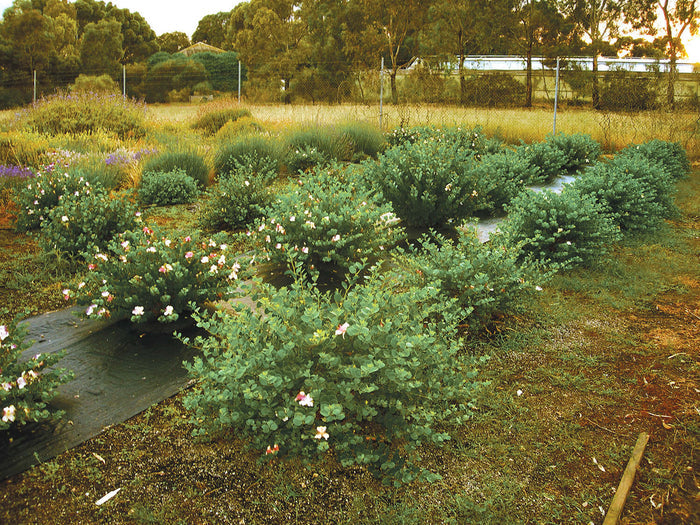 Kapris Planta 20-40 cm (Capparis spinosa)