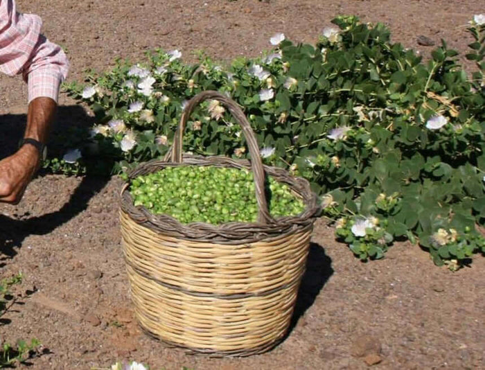Kapris Planta 20-40 cm (Capparis spinosa)