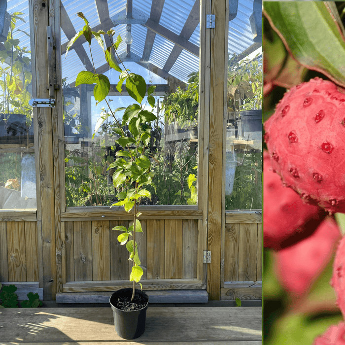 Kinesisk Blomsterkornell 'China Girl' i olika storlekar 40-80 cm (Cornus kousa var. chinensis)