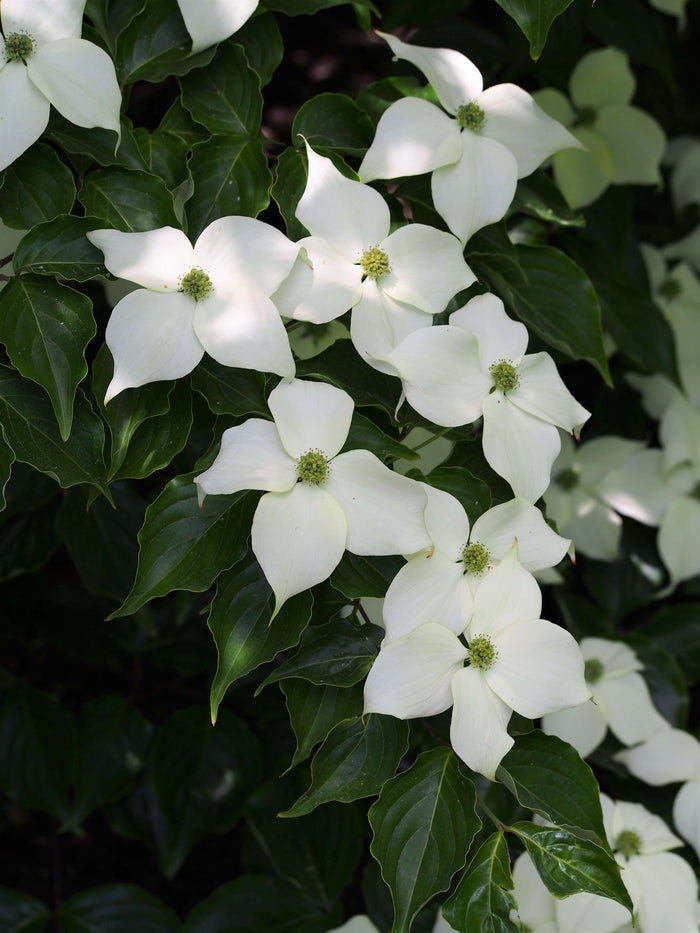 Kinesisk Blomsterkornell 'China Girl' i olika storlekar 40-80 cm (Cornus kousa var. chinensis)