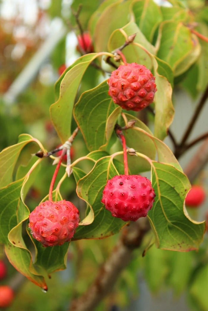 Kinesisk Blomsterkornell 'China Girl' i olika storlekar 40-80 cm (Cornus kousa var. chinensis)