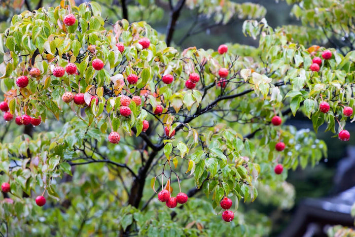 Kinesisk Blomsterkornell 'China Girl' i olika storlekar 40-80 cm (Cornus kousa var. chinensis)